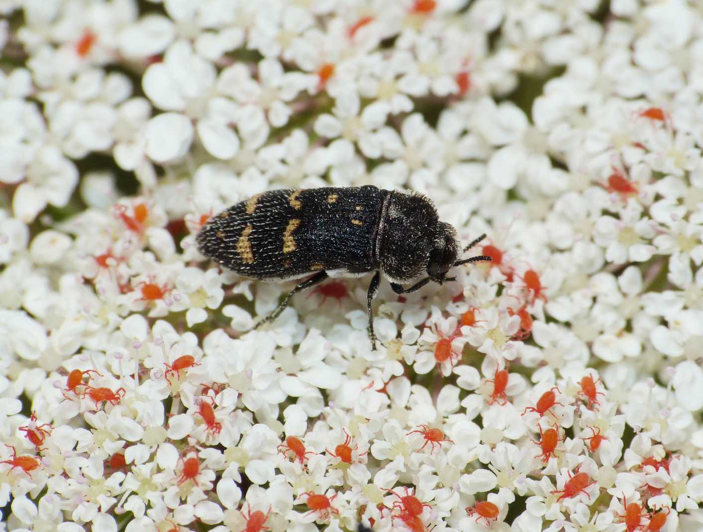 Acmaeoderella flavofasciata